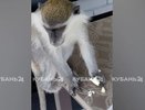 «Не гость, а хозяин»: в Новороссийске мартышка захватила балкон пенсионерки и отказалась уходить