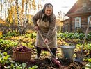 Когда выкапывать свеклу, чтобы лежала до весны: главная ошибка — держать до заморозков