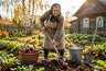 Когда выкапывать свеклу, чтобы лежала до весны: главная ошибка — держать до заморозков