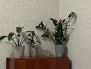 1 горсть на горшок — и замиокулькас через неделю как кустарник: побеги попрут охапками
