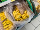 Первый урожай российских бананов отправили на исследование в Новороссийск