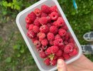 Подкормка, о которой молчат садоводы — малина отблагодарит урожаем в 2027