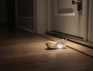Зубчик чеснока у двери — народный способ, о котором споры не утихают