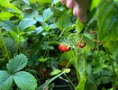 Весной клубнику сажают только новички: вот когда её сажать по-настоящему