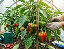 Перец не краснеет? Сделайте это в августе — и урожай соберёте до заморозков