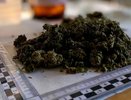 Операция «Мак-2026» в Новороссийске: изъято 65 граммов наркотиков и уничтожены 4 куста конопли