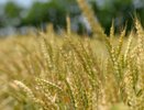 Кубанским аграриям помогут: власти закупят зерно на 5 млрд рублей
