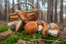 Как засолить грузди на зиму: холодный и горячий способы, 5 рецептов