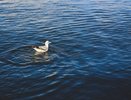 В Сочи из-за мощных ливней могут подняться реки: действует экстренное предупреждение
