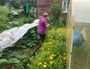 Покрышки на клумбе — теперь штраф. Дачников предупредили