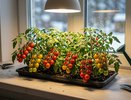 Огород на подоконнике: 5 сортов томатов, которые дают урожай в квартире даже зимой — и не требуют пасынкования