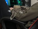 Кормите вы, а любит она его: кошка выбирает в семье совсем не того, кто даёт ей миску