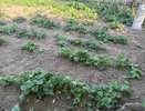 Что убирать с клубничной грядки осенью, а что оставить: ошибки, которые лишают урожая