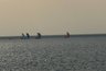 Из 140 видов рыбы в Азовском море осталось около 80. И это только начало: учёные рассказали, что ждёт море к 2050 году