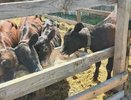 200 тысяч на бычков и 350 тысяч на бизнес: как кубанские семьи выбираются из бедности с помощью соцконтракта