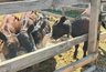 200 тысяч на бычков и 350 тысяч на бизнес: как кубанские семьи выбираются из бедности с помощью соцконтракта