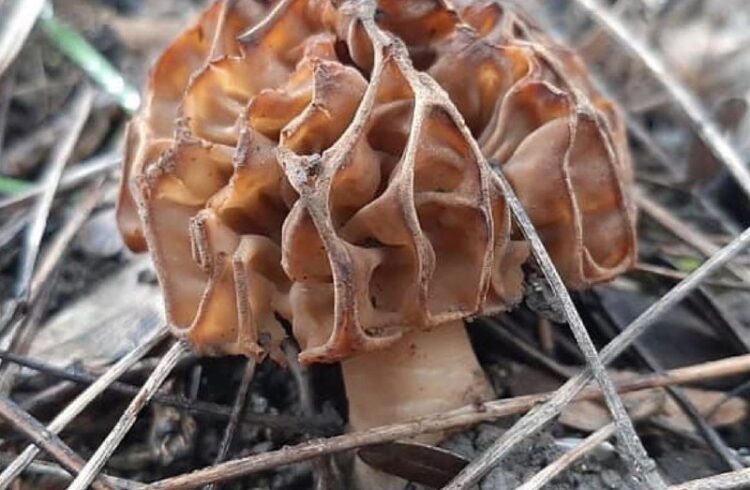 грибы пионерская роща сморчок новороссийск