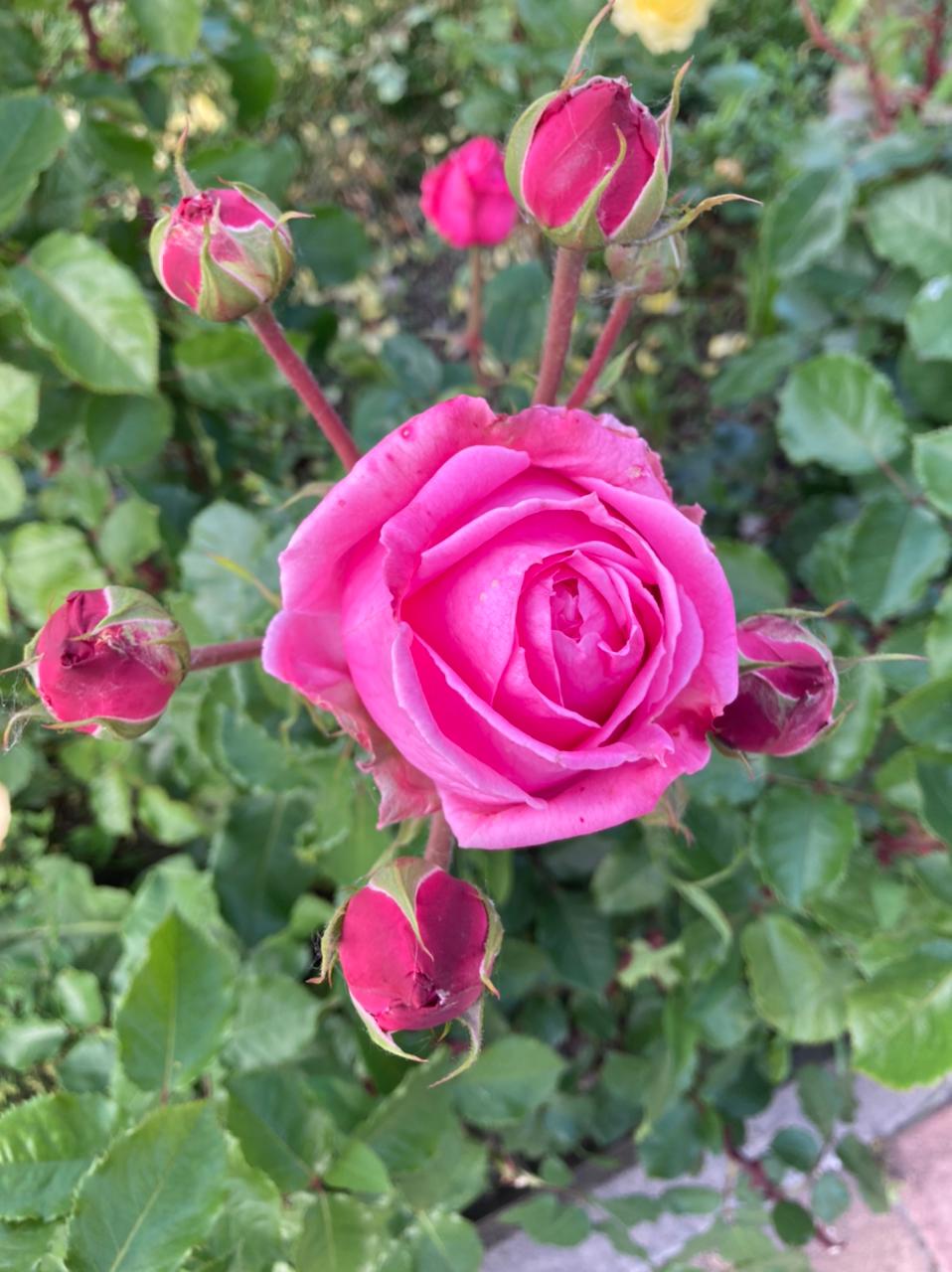 розы новороссийск цветы лето 2021