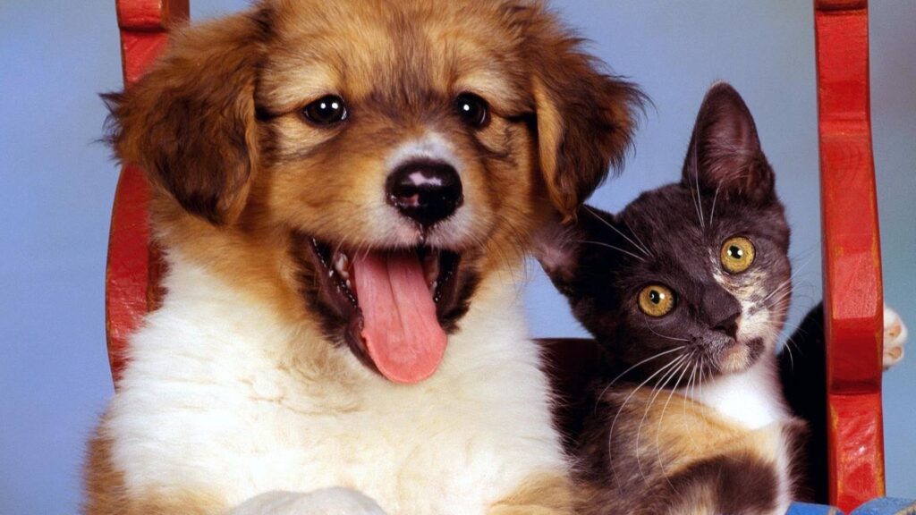 Доклад по теме Язык собак и кошек