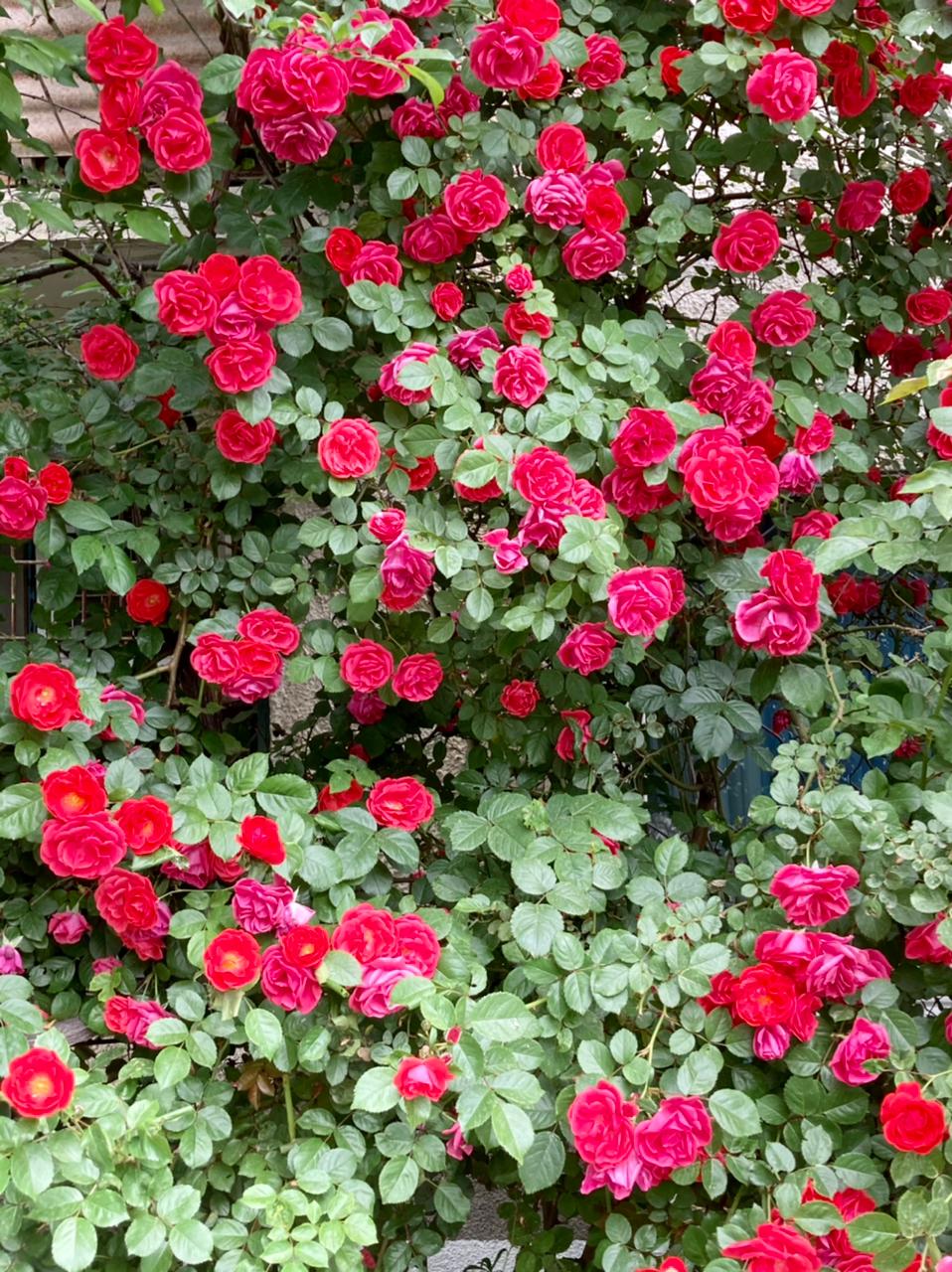 розы новороссийск цветы лето 2021
