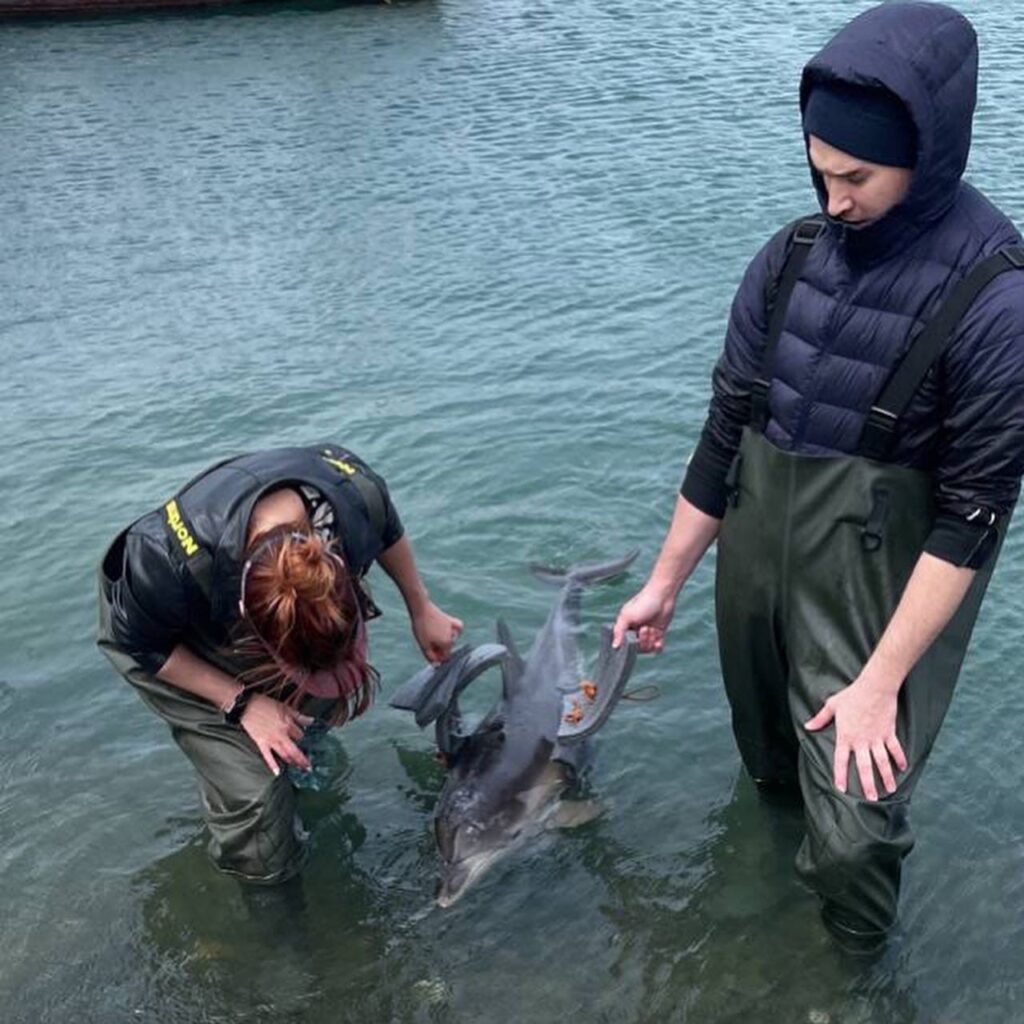 Найденного дельфиненка под Новороссийском не удалось спасти