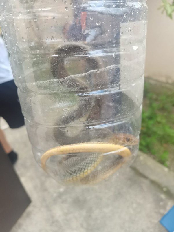 Спасатели Новороссийска поймали змею, которая заползла во двор дома. Видео