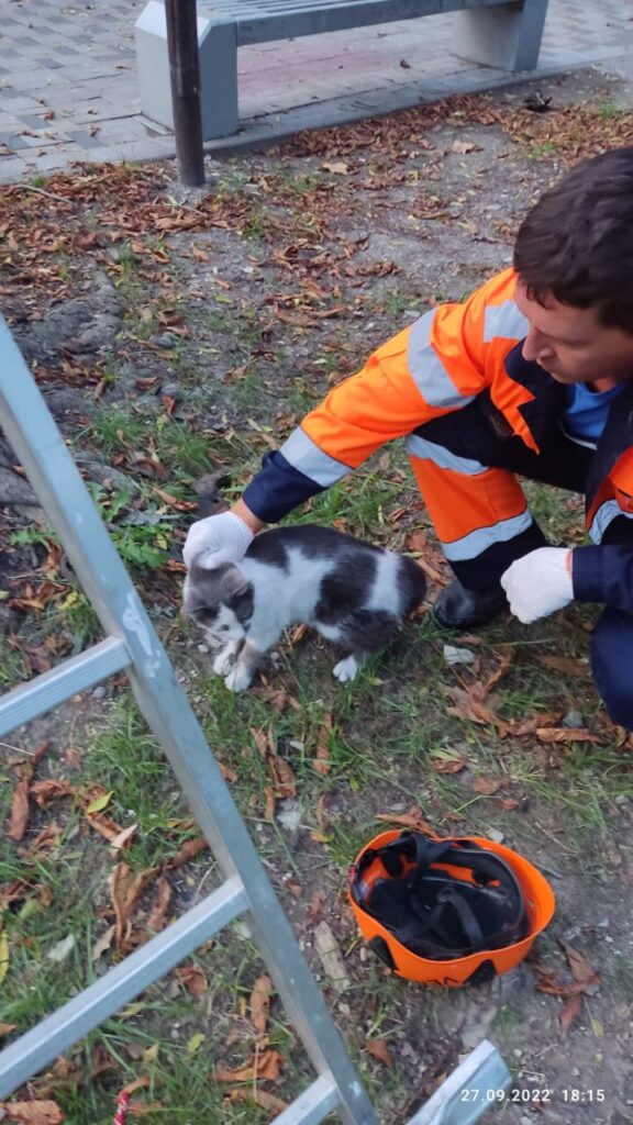 В центре Новороссийска спасатели снимали кота с дерева