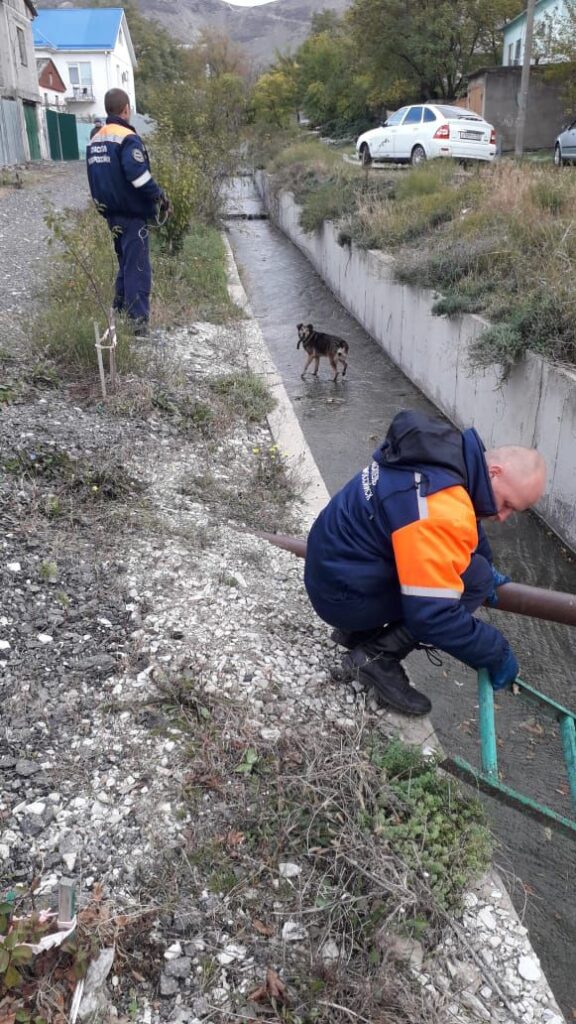 Спасатели Новороссийска помогли собаке выбраться из ливневки