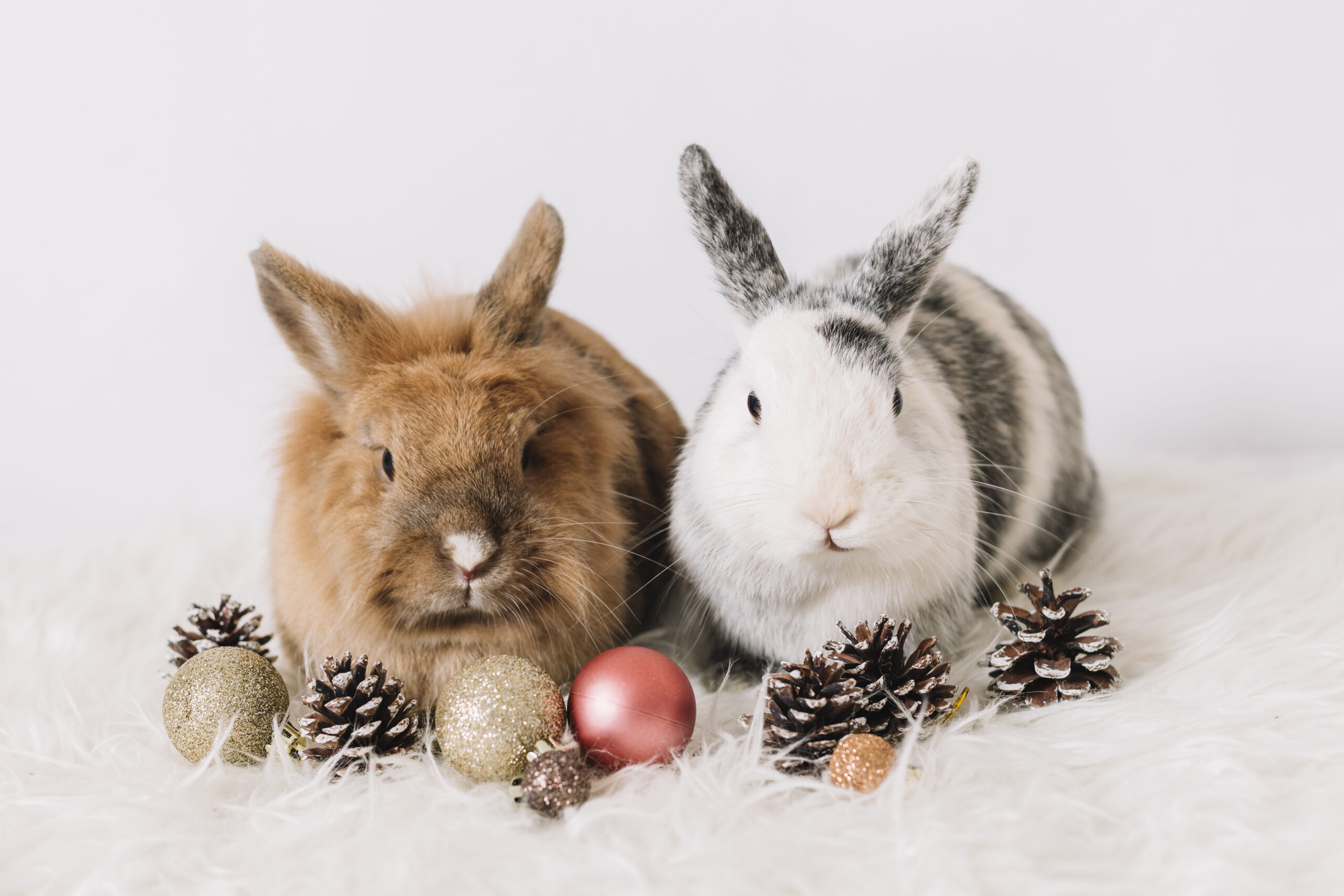 Год кролика хороший. Новогодний кролик. Кролик новый год. Новогодний кролик фото. С новым годом кролика.