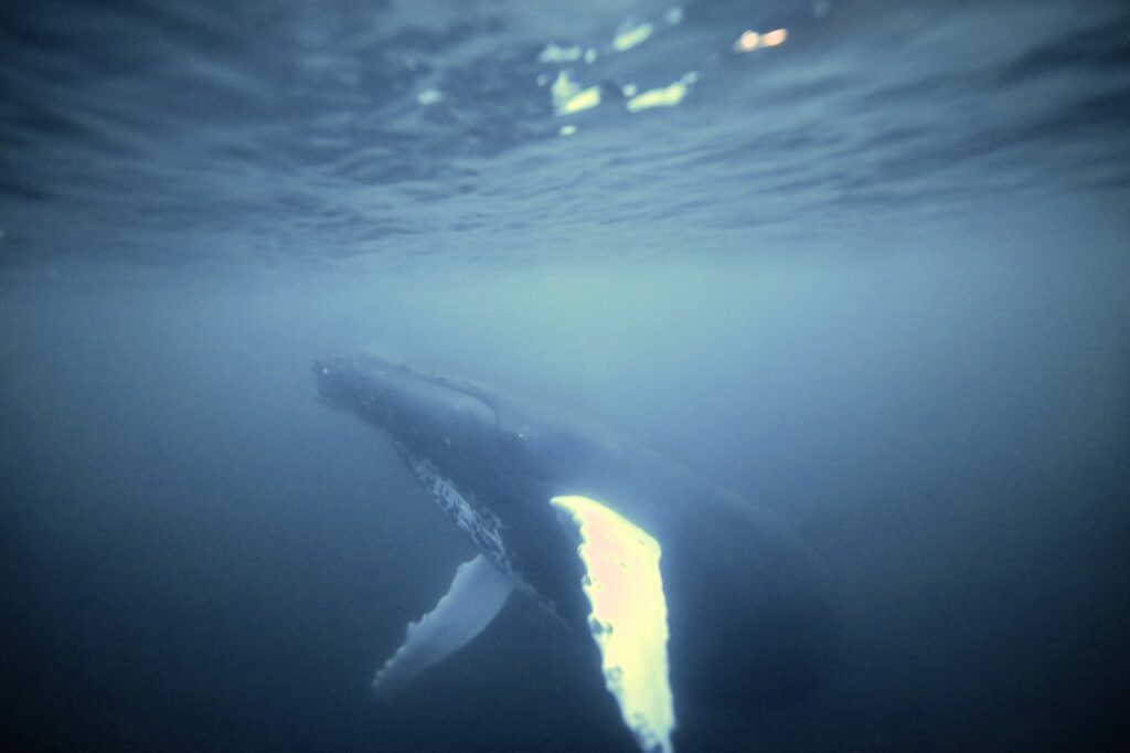 Фотограф из Новороссийска поплавал с китами в Баренцевом море