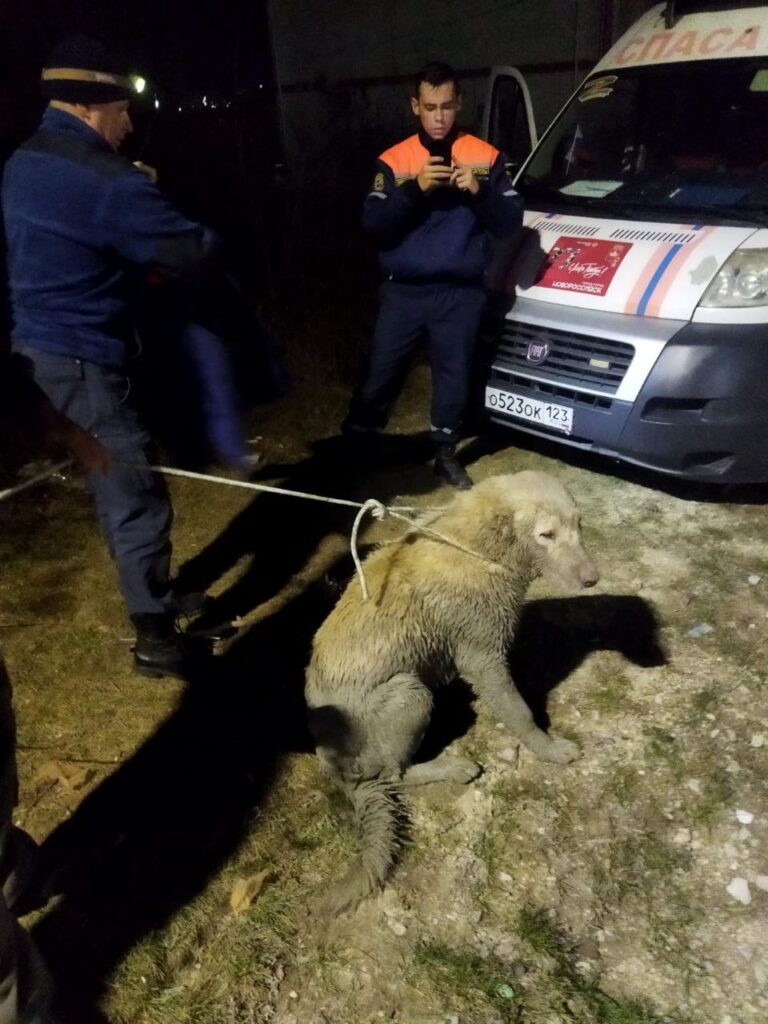 Спасатели Новороссийска вытащили кавказскую овчарку из колодца