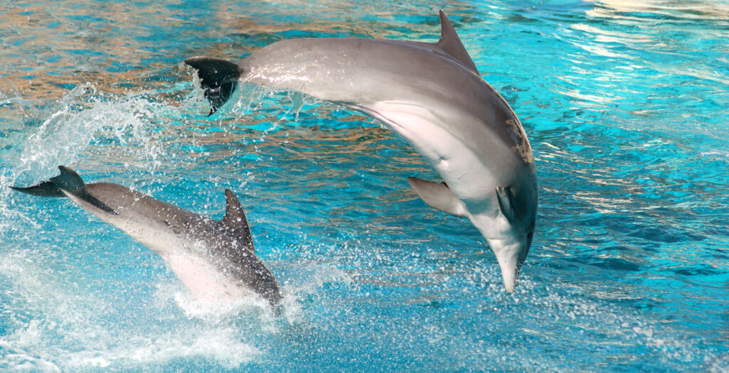Как помогают дельфинам на Черноморском побережье