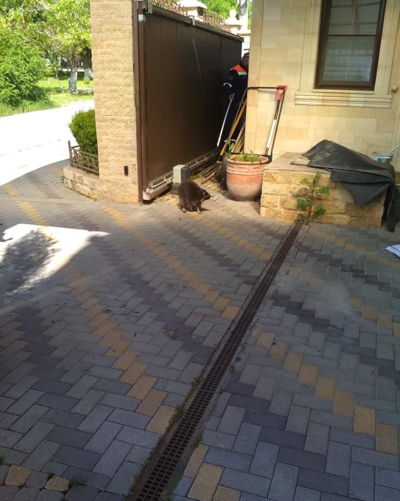 Под Новороссийском спасатели поймали енота во дворе дома