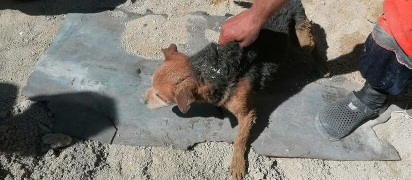Спасатели Новороссийска вытащили собаку из пробуренной ямы в 2,5 метра 